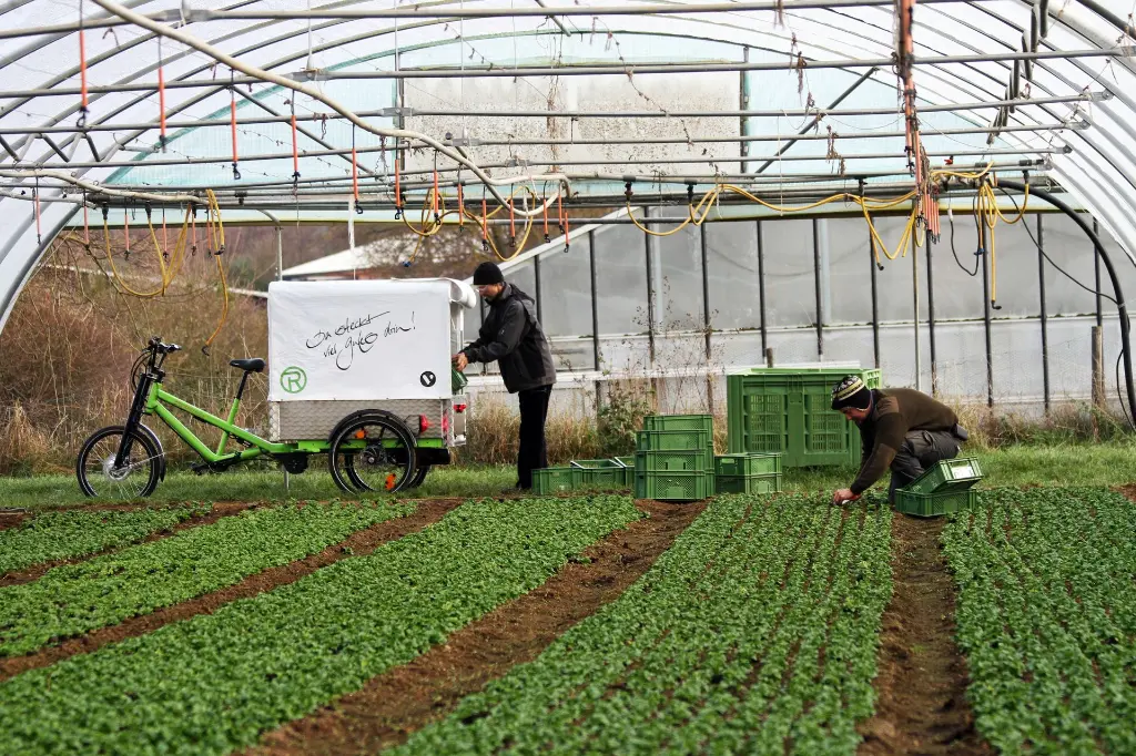 Feldsalat (2)_03.webp