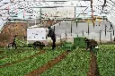 Feldsalat (2)_03.webp